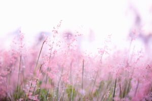 EF中望遠単焦点レンズの魅力