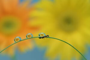 シグマ 105mm f2.8 DG DN Macro Artが支持される理由