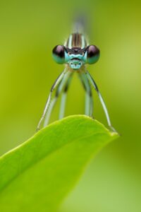 EF180mm F3.5L Macro USMが対応する撮影ジャンルの広さ