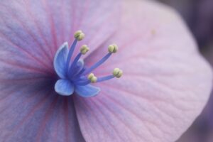 RF35mm F1.8 Macro IS STMが支持される理由