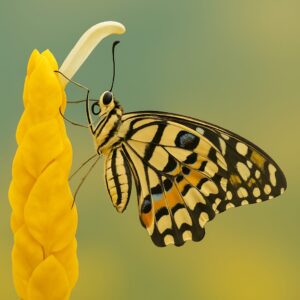 実写から見えるシグマ 105mm f2.8 DG DN Macro Artの魅力