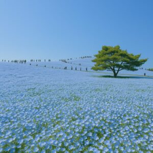 35mm単焦点レンズで風景を撮る魅力