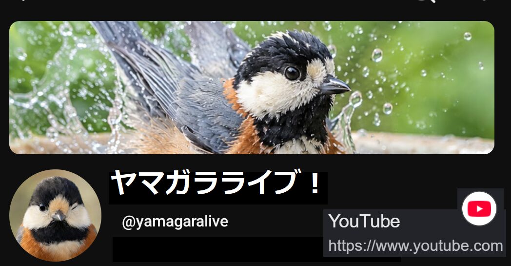 ヤマガラライブ！