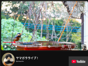 ヤマガラライブ！